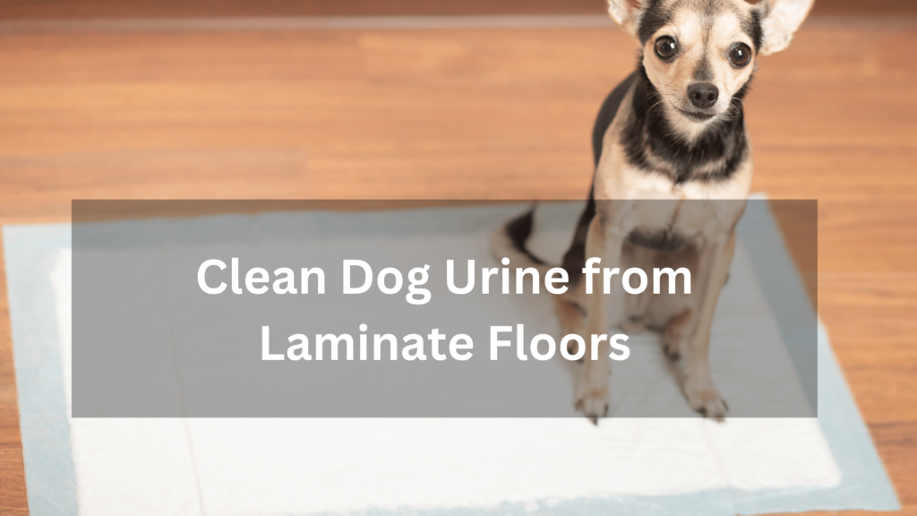 The Ultimate Guide on How To Clean Dog Urine from Laminate Floors