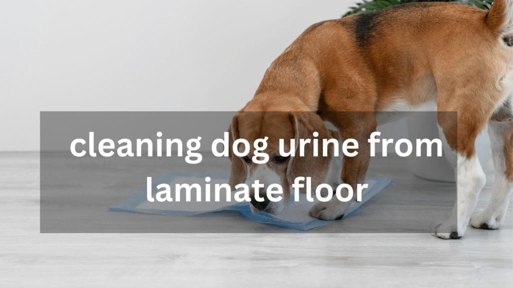 cleaning dog urine